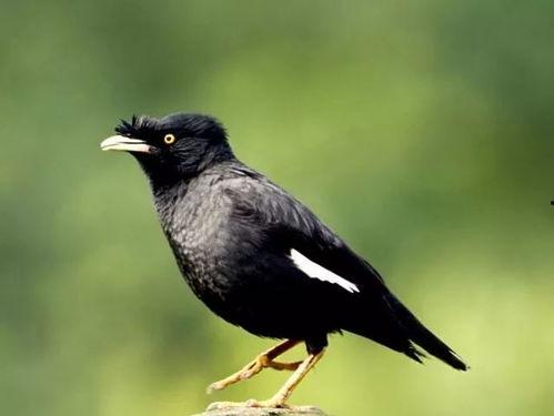 八哥成人网站视频在线,八哥视频在线，带你领略成人世界精彩瞬间