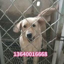 成人骑狼犬视频大全,狼犬与成人骑乘趣味瞬间大盘点