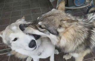 成人骑狼犬视频大全,狼犬与成人骑乘趣味瞬间大盘点