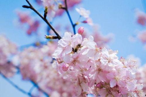 樱花视频成人影院,一场视觉与情感的盛宴